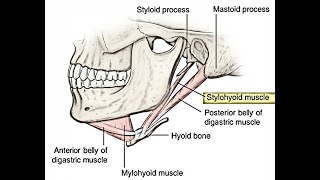 Nerve to Stylohyoid and its innervation to the stylohyoid muscle [upl. by Bohun]