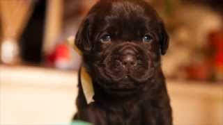 CUCCIOLI LABRADOR RETRIEVER CHOCOLATE [upl. by Neimad850]