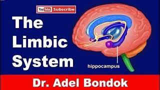 The Limbic System Dr Adel Bondok Making Anatomy Easy [upl. by Gladwin]