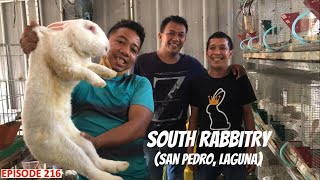 RABBIT FARMING  SOUTH RABBITRY [upl. by Brottman]