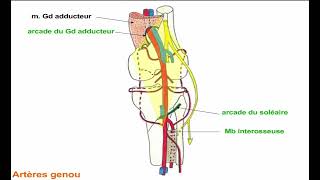 11  Vascularisation du Membre Inférieur [upl. by Noivax]