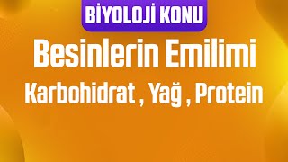 Besinlerin Emilimi  Karbohidrat  Yağ  Protein [upl. by Lihp]