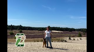 Losloopgebied Loonse en Drunense Duinen roestelberg [upl. by Nadabas318]