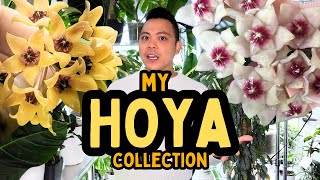 My Entire Hoya Collection PART 1 😮 nova ghost grey ghost mathilde splash  indoor houseplants [upl. by Veradia]