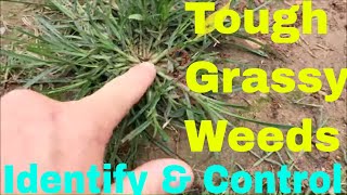 Grassy Weeds  Identify and Control Crabgrass Dallisgrass Goosegrass and More [upl. by Gibbeon]