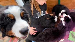 Bernese Mountain Dog puppies are very cute🐶 [upl. by Acired691]