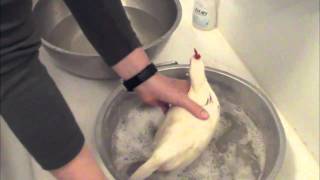 Chicken Keeping Basics  How To Bathe a Chicken [upl. by Ras]