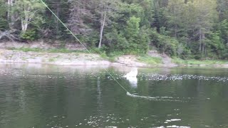 A VERY LARGE TACTICAL SALMON ON A DRY FLYIMPROVED VIDEO QUALITY [upl. by Elwin]