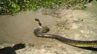 Giant Anaconda snake found in Venezuela [upl. by Ialda]