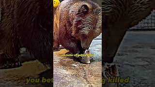 Joe Rogan on Why Bears Are the Deadliest Predators To Get Killed By ❓🤔 joerogan bears animals [upl. by Ayhtak609]