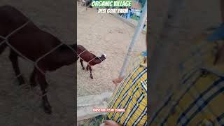 Desi Goat Farmorganicvillage discoverpakistan trending shermedehat [upl. by Kirt]