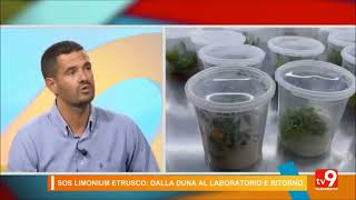 La conservazione in vitro del Limonium etruscum  Centro Ricerche CRISBA [upl. by Hart]