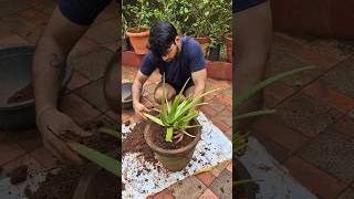 ALOE VERA PLANT CARE 🌱shorts ytshorts youtubeshorts alovera reels konkan marinerakash [upl. by Raf696]