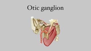 Otic ganglion [upl. by Malek]