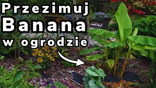 Bananowiec Musa Basjoo Jak Zabezpieczyć na Zimę [upl. by Novelia155]