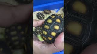 Cute Tortoise Farming 👀 [upl. by Rooker590]