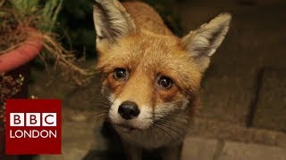 How one man befriended an urban fox  BBC London [upl. by Spector480]