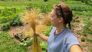 EINKORN WHEAT HARVEST [upl. by Helprin940]