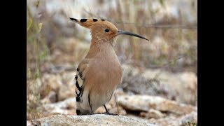 Spring Birdwatching in Athens Top Species Spotted on Our Tours GreeceBirdTours [upl. by Pry381]