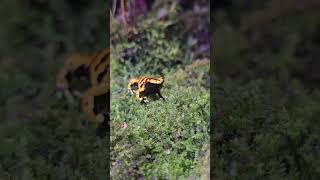 黃帶箭毒蛙Dendrobates LeucomelasTaipei Zoo [upl. by Alyam]