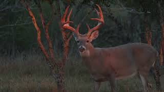 The Bucks of Tecomate  South Texas Mass Monster [upl. by Drahnreb]