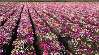 Mesembryanthemum Mixed flower seed production 2021  Biocarve Seeds [upl. by Clough]