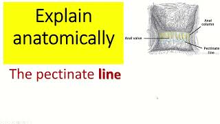 Explain anatomically the pectinate line [upl. by Leumhs]