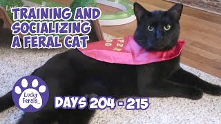 Training And Socializing A Feral Cat  Part 22  Days 204  215  Cat Video Compilation [upl. by Homer]