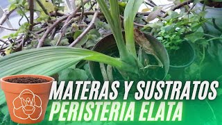 FORMAS de CULTIVAR la PERISTERIA ELATA  Orchids [upl. by Nylesor530]