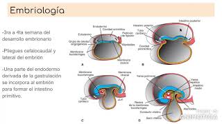 EMBRIOLOGIA  SISTEMA DIGESTIVO  UNAM  FESI [upl. by Laven]