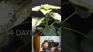 83 Days In 35 Seconds Sunflower Time Lapse 🌺 shorts [upl. by Fronnia]