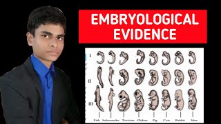 Embryological evidence  Evidences of evolution  full explanation [upl. by Atnauqahs]