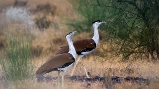 Desert national parkGreat Indian Bustard [upl. by Cirdec]