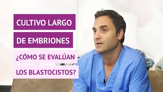 ¿Cómo se evalúan los blastocistos después de un cultivo largo en un tratamiento de FIV [upl. by Monique]