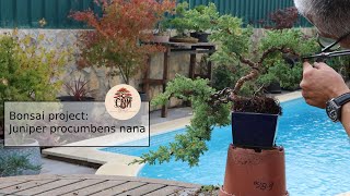 Bonsai project Juniper procumbens nana cascade [upl. by Atnaloj]