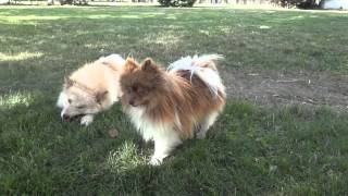 Pomskies Pomsky Full Grown playing in Yard [upl. by Powers]