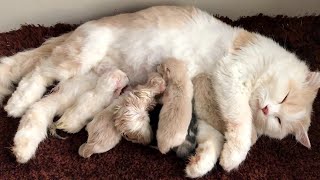 Cat Giving Birth Cat Gives Birth To 6 Kittens  Part 2 [upl. by Bloomer]