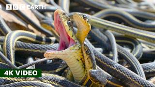 How Do Female Snakes Pick a Mate  A Perfect Planet  4K UHD  BBC Earth [upl. by Preuss415]