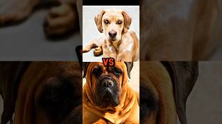 BULLMASTIFF VS AKITAAUSTRALIAN SHEPHERD APPENZELLER SENNENHUNDLEOPARD DOGTOP15 GUARD DOG P3dog [upl. by Doerrer]