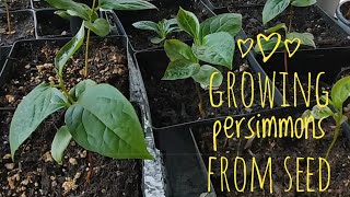 How to grow Persimmons from seed [upl. by Eniarol]