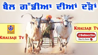 🔴Live Ox Races  Khalsaji Tv [upl. by Lucien666]