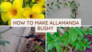 How to make allamanda flowering plant bushy  pruning with update  after cutting surprise growth🍁 [upl. by Llegna]