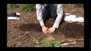 How to Plant Daylilies Video [upl. by Tabitha]