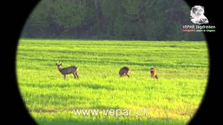 Rehbockjagd 2013 in Ungarn mit VEPAR Jagdreisen HD [upl. by Miltie]