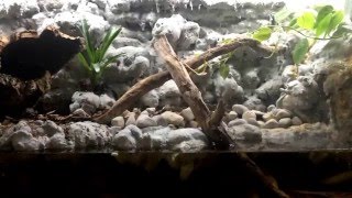 Paludarium 3rd Update [upl. by Sello]