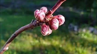 RAISED BEDS HUGELKULTUR BEDS VEGETABLES  UPDATES  March Garden Diary Walkabout  Part Two [upl. by Yentirb518]