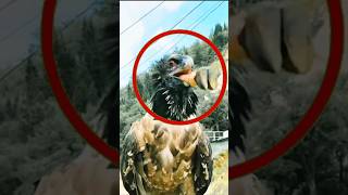 Bone eating bird 😱bird shortsfeed [upl. by Edmanda]