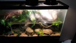 Introducing Caiman lizards to enclosure setuphabitat [upl. by Yaf584]