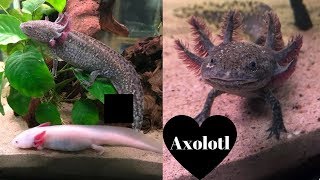 TUTTO sullAXOLOTL  consigli🦎Ambystoma Mexicanum [upl. by Nallij]