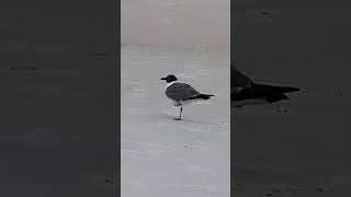 Laughing Gull Florida nature birds wildlife ocean florida [upl. by Bergeron999]